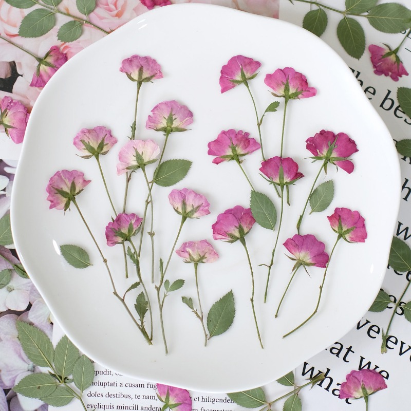 12pcs,Real Mini Rose Pressed F - Resin Art Rose Petals review and price